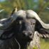 brown bird on top of black buffalo in selective focus photography