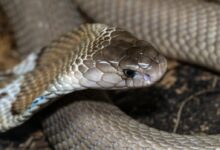 brown and white snake skin