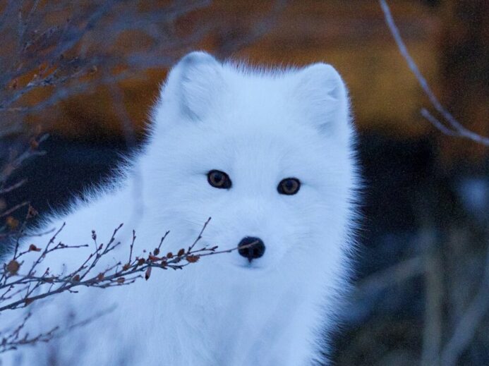 wildlife photography of snow fox