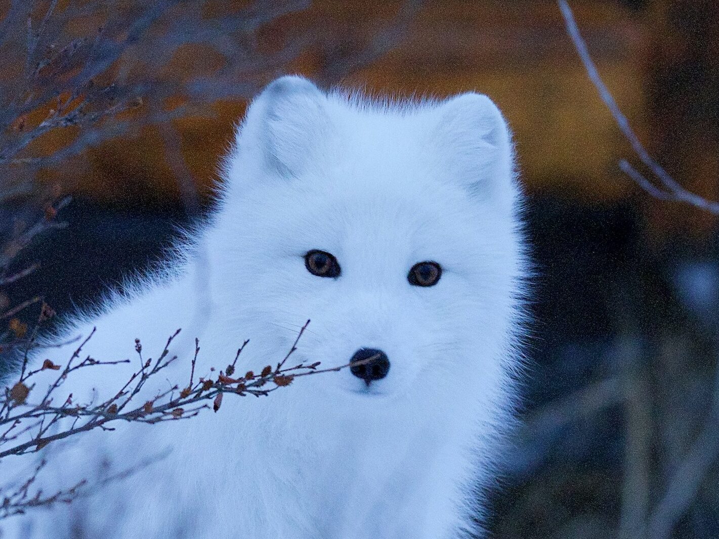 wildlife photography of snow fox