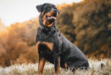 a dog standing in a field
