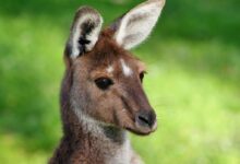 Kangaroo photo