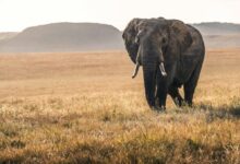 elephant on grass during daytime