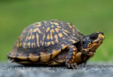 a close up of a small turtle on a road