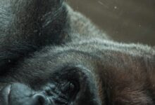 A scratched photograph of a black gorilla's face turned sideways with its eye, nose, and mouth in view
