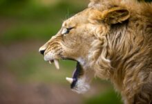 brown lion on green grass during daytime