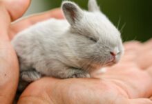 white rabbit on persons hand
