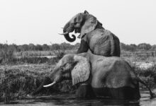 grayscale photo of two elephants on body of water
