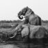 grayscale photo of two elephants on body of water