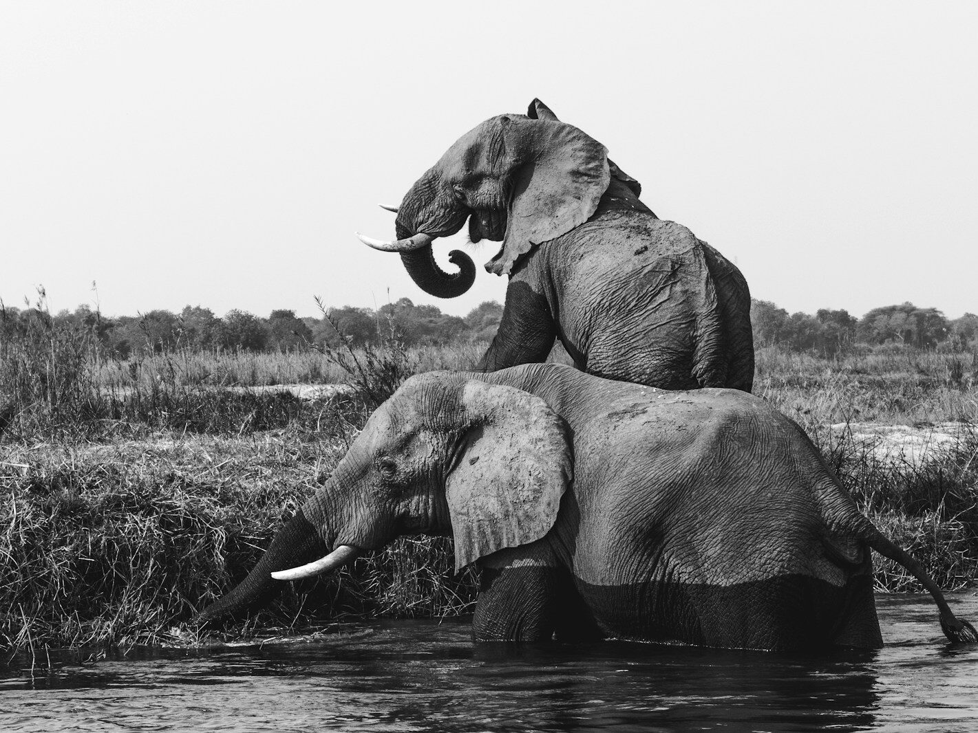 grayscale photo of two elephants on body of water