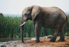 brown elephant walking on snow covered ground during daytime