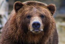 shallow focus photo of brown grizzly bear