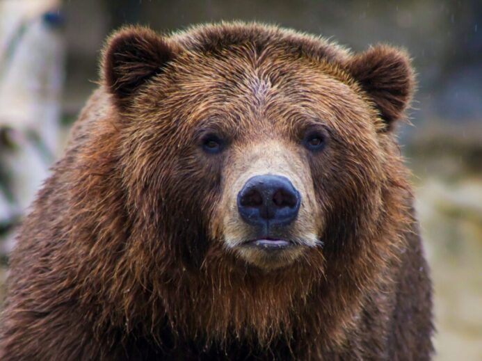 shallow focus photo of brown grizzly bear