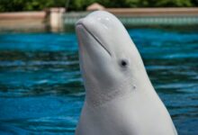 a close up of a dolphin in a pool