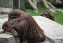 two brown monkeys sitting on floor at daytime