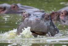gray hippopotamus on lake