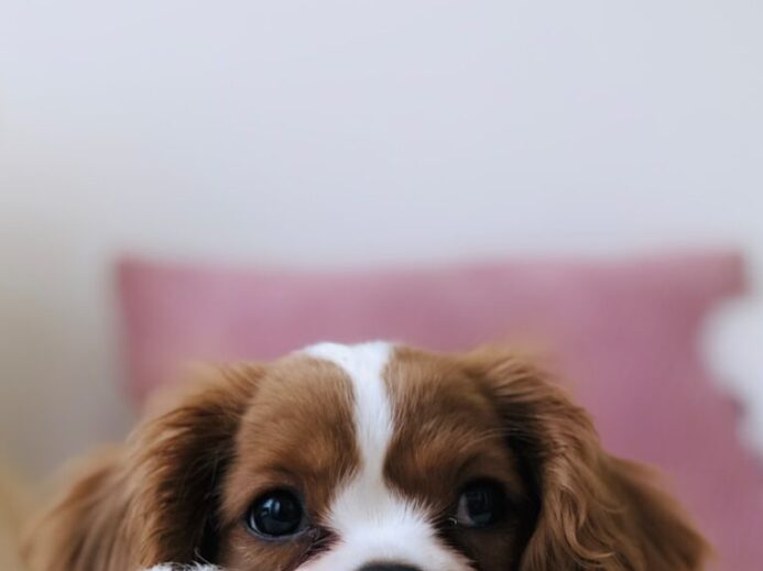 long-coated white and brown puppy
