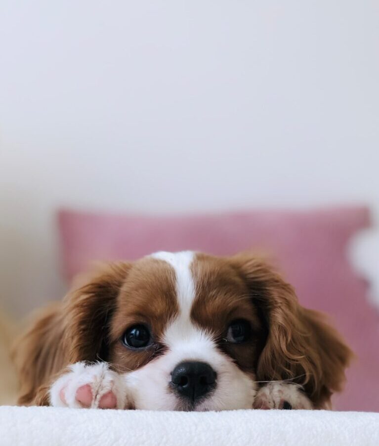 long-coated white and brown puppy
