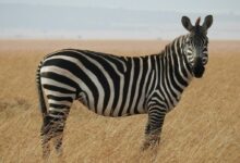 zebra in Savanna