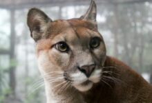 selective focus photo of adult big cat family