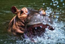 brown hippopotamus in body of water