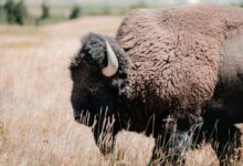 a buffalo in a field