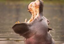 a hippopotamus with its mouth open in the water