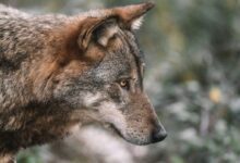 brown and black wolf in tilt shift lens