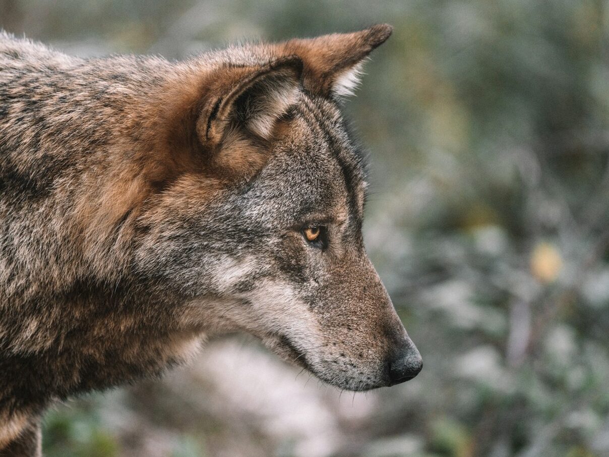 brown and black wolf in tilt shift lens