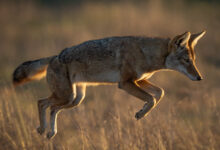 Coyote Leap - Explored