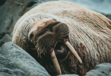 a sea lion with its mouth open