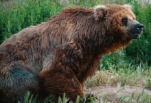 Photo of Wet Brown Grizzly Bear Sitting