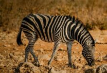 Zebra in Close Up