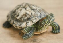 Close-up of a Turtle