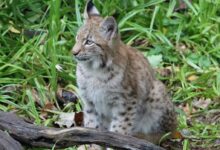A Bobcat on a Grassland