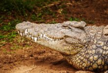 gray alligator near grass field