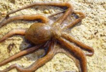Small octopus