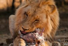 Lion Eating Flesh