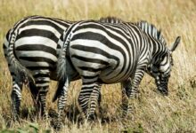 two zebras on green grass field