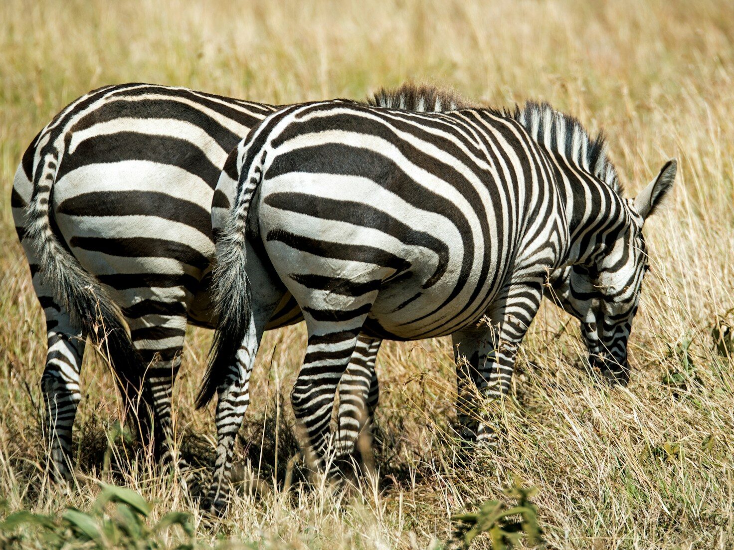 two zebras on green grass field