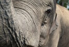 macro photography of elephant face