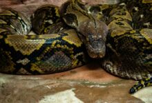 brown and green snake