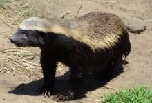 Honey Badger