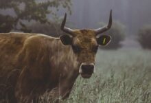 brown cow near plants