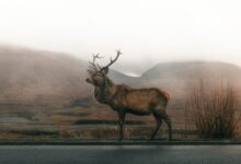 brown deer on road under gray sky