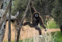 a monkey hanging from a tree branch in a forest