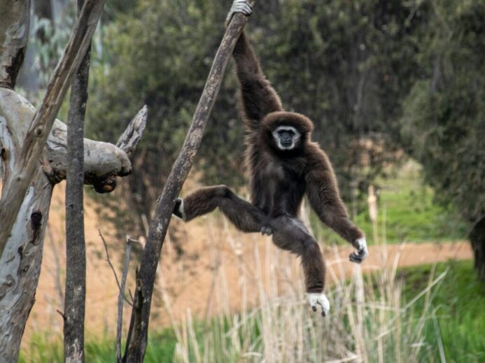 a monkey hanging from a tree branch in a forest