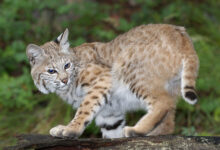 Adolescent Bobcat