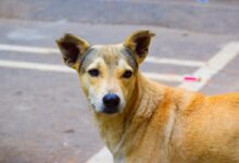 a close up of a dog on a street