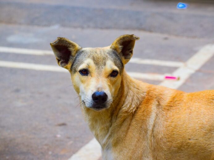a close up of a dog on a street